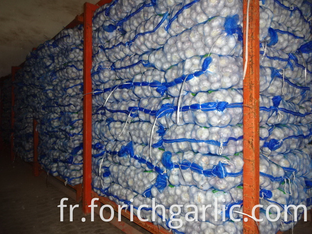 Regular White Garlic Crop 2019